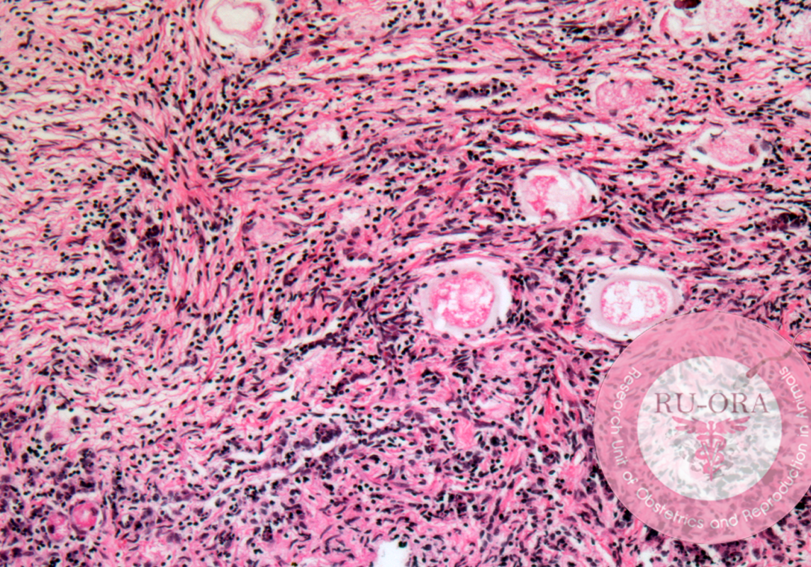 Reproductive anatomy and physiology